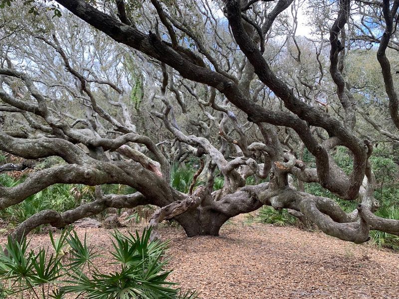 Wildlife Viewing Opportunities Along The Coast