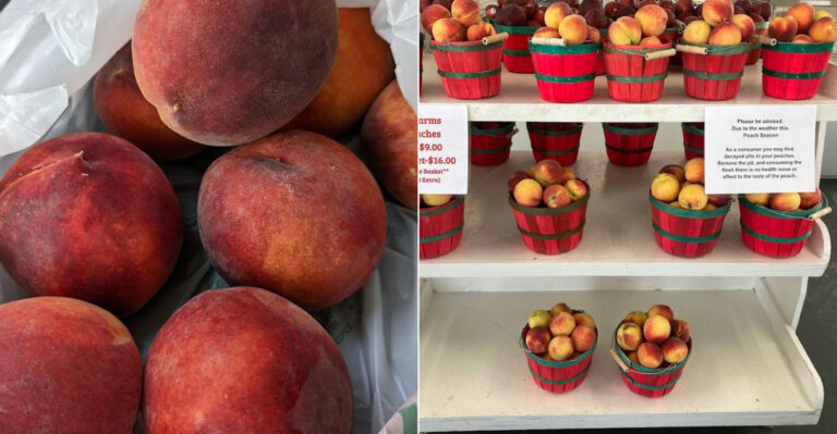 This South Carolina Farm Stand Has Peaches So Fresh They’ll Change How You Think About Fruit