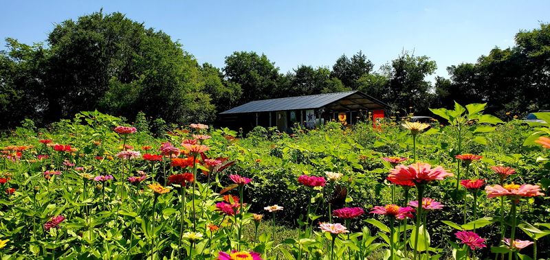 The U-Pick Flower Experience You Will Want To Plan Around