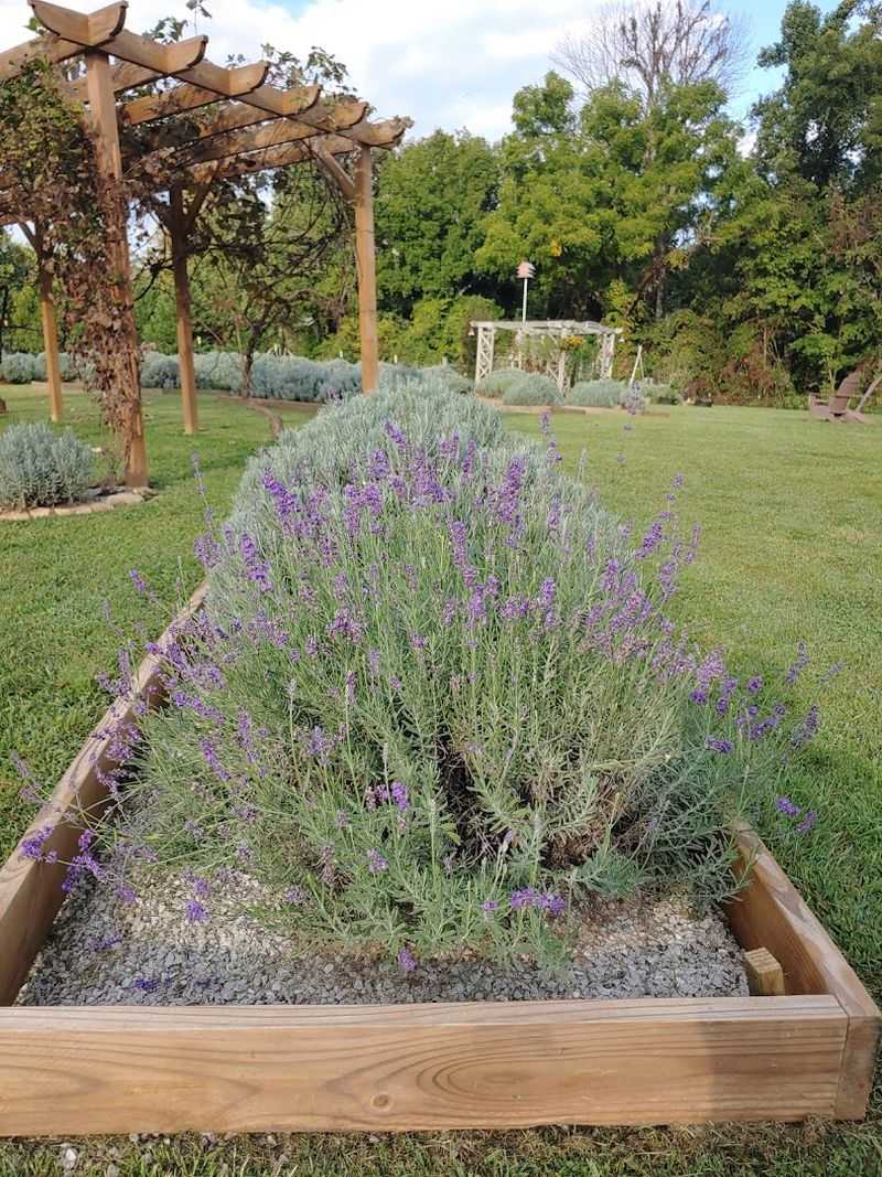 The Lavender Fields That Make You Slow Down And Stay A While