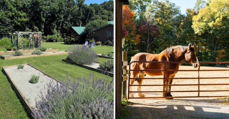 This Tennessee Farm Offers Lavender, Horses, Honey, And A Slice Of Heaven Near Dale Hollow Lake