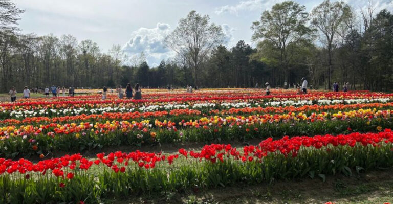 This Tennessee Flower Farm Is So Beautiful In Summer People Drive Hours Just To Walk Through It