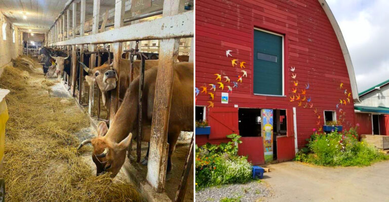 This Unassuming New York Farm Has Been Quietly Leading A Revolution In American Agriculture For Over 50 Years