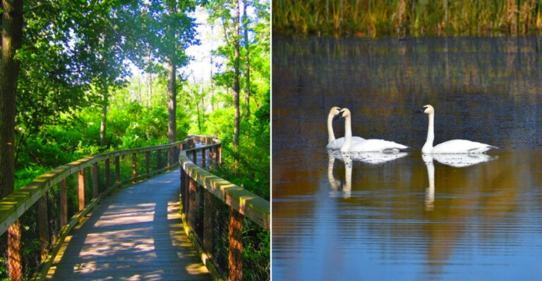 This Western New York Wildlife Refuge Spans Over 10,000 Acres And Is Home To Hundreds Of Bird Species