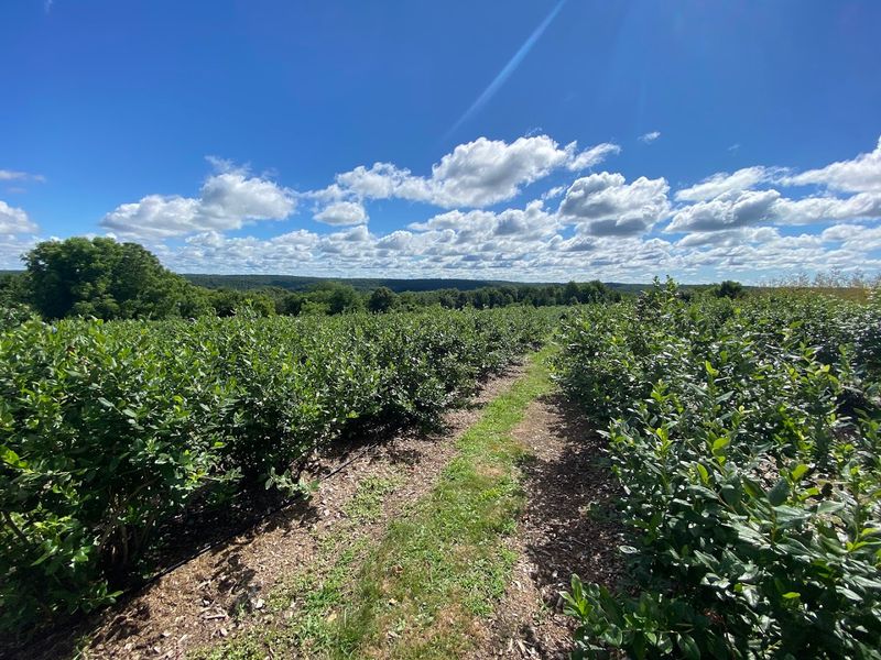14 Blueberry Varieties Extend The Picking Season