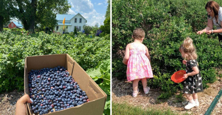 This Wisconsin Berry Farm Grows 14 Varieties Of Blueberries And Lets You Pick Every Single One