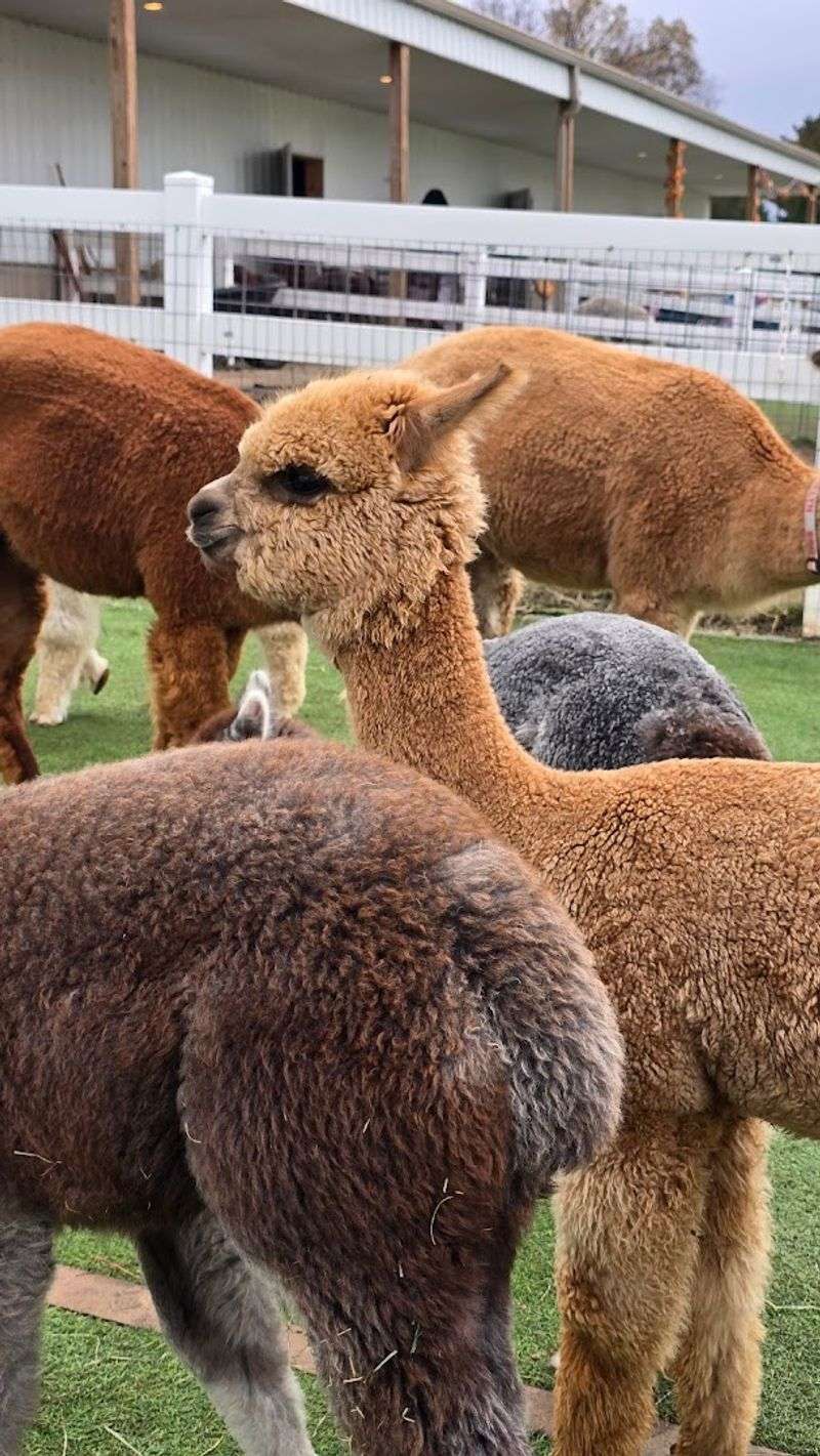 The Farm Raises Award-Winning Alpacas In River Falls