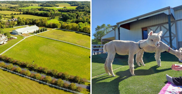 This Wisconsin Farm Lets You Meet Alpacas Up Close And The Experience Is Impossible To Forget