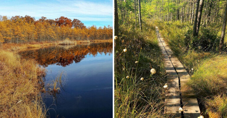 This Wisconsin Floating Forest Is A Rare Ice Age Relic You Can Still Walk Through