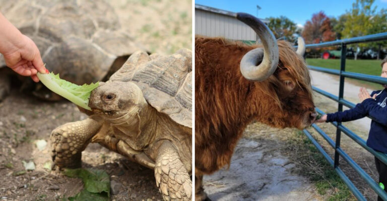 This Wisconsin Petting Zoo And Farm Lets You Cuddle With More Than 100 Adorable Animals