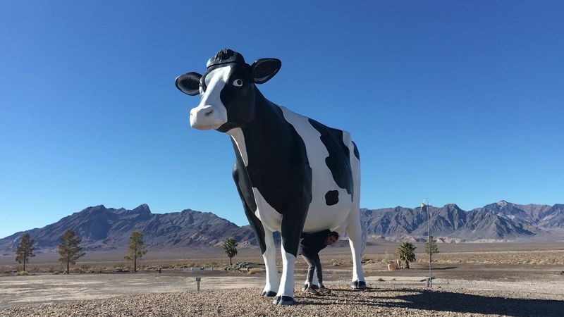 Alphie The Cow