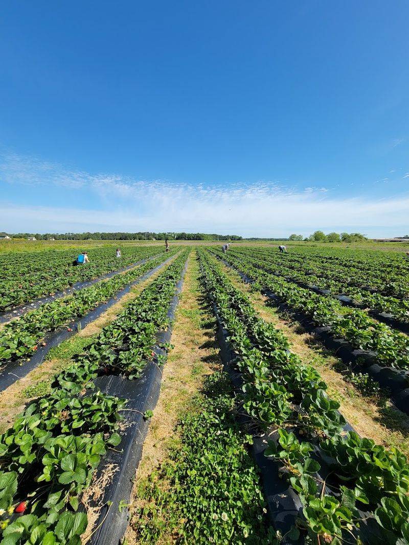 Best Times Of Day For Berry Harvesting
