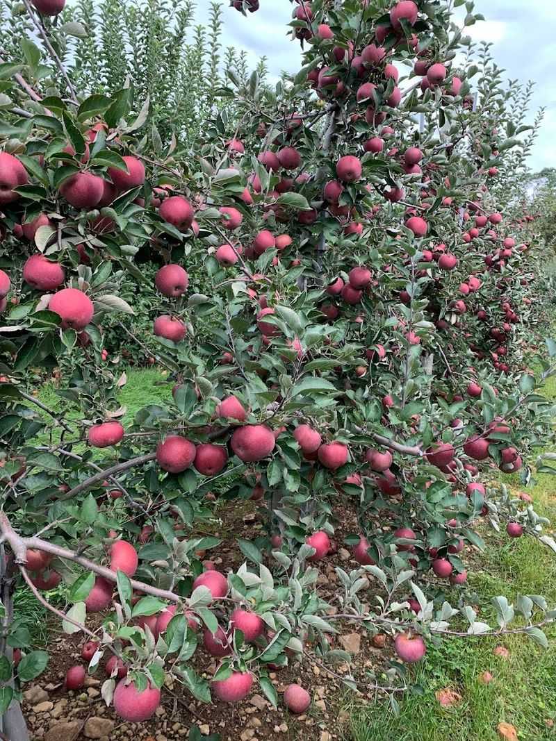 Seasonal Timing And Best Months For Fruit Harvest