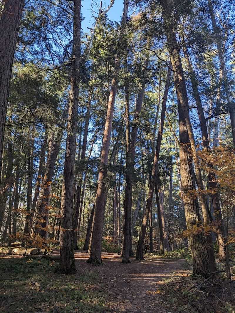 The Short Trail Makes The Ancient Forest Easy To Experience