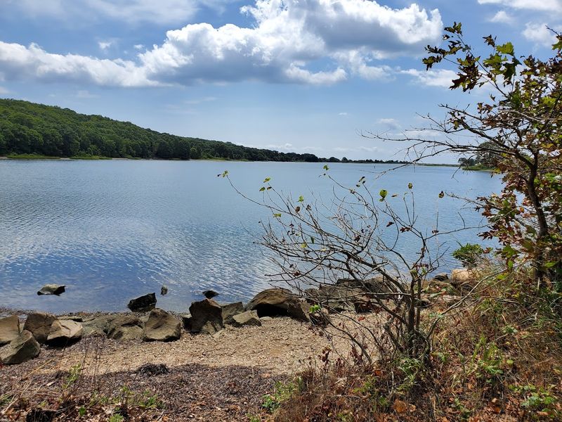 Native Flora And Coastal Vegetation