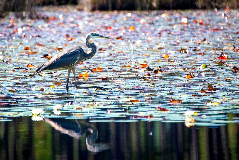 Wildlife Spotting Opportunities Along The Path