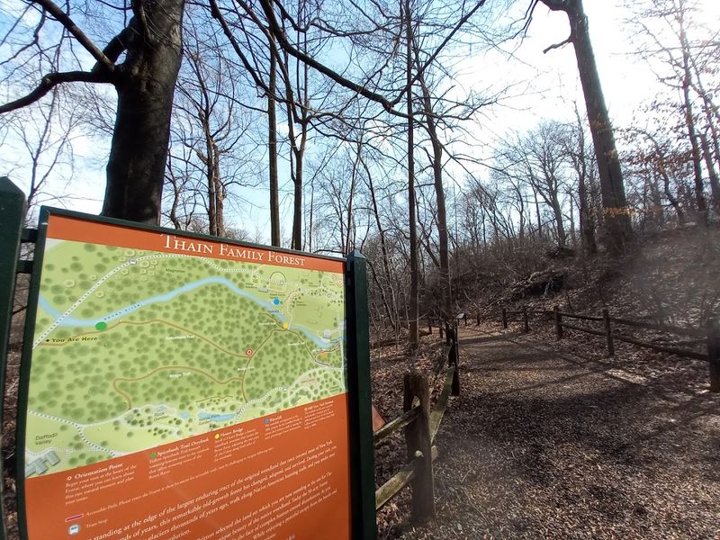 Why This Forest Survived At All