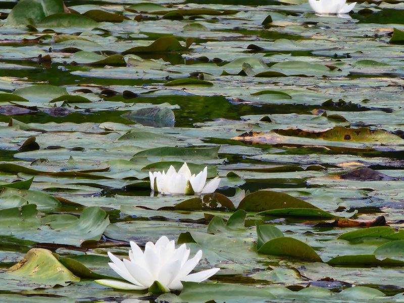 Wildlife Along The Banks
