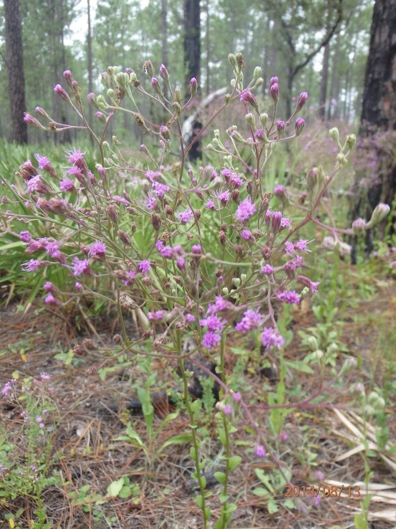 Wildflowers, Pitcher Plants, And Pure Eye Candy