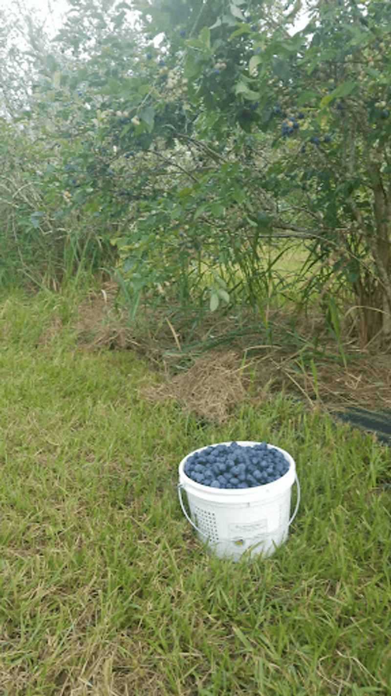 Eight Acres Of Blueberry Heaven Waiting For You