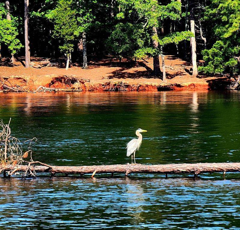 Engaging In Birdwatching Activities For Enthusiasts
