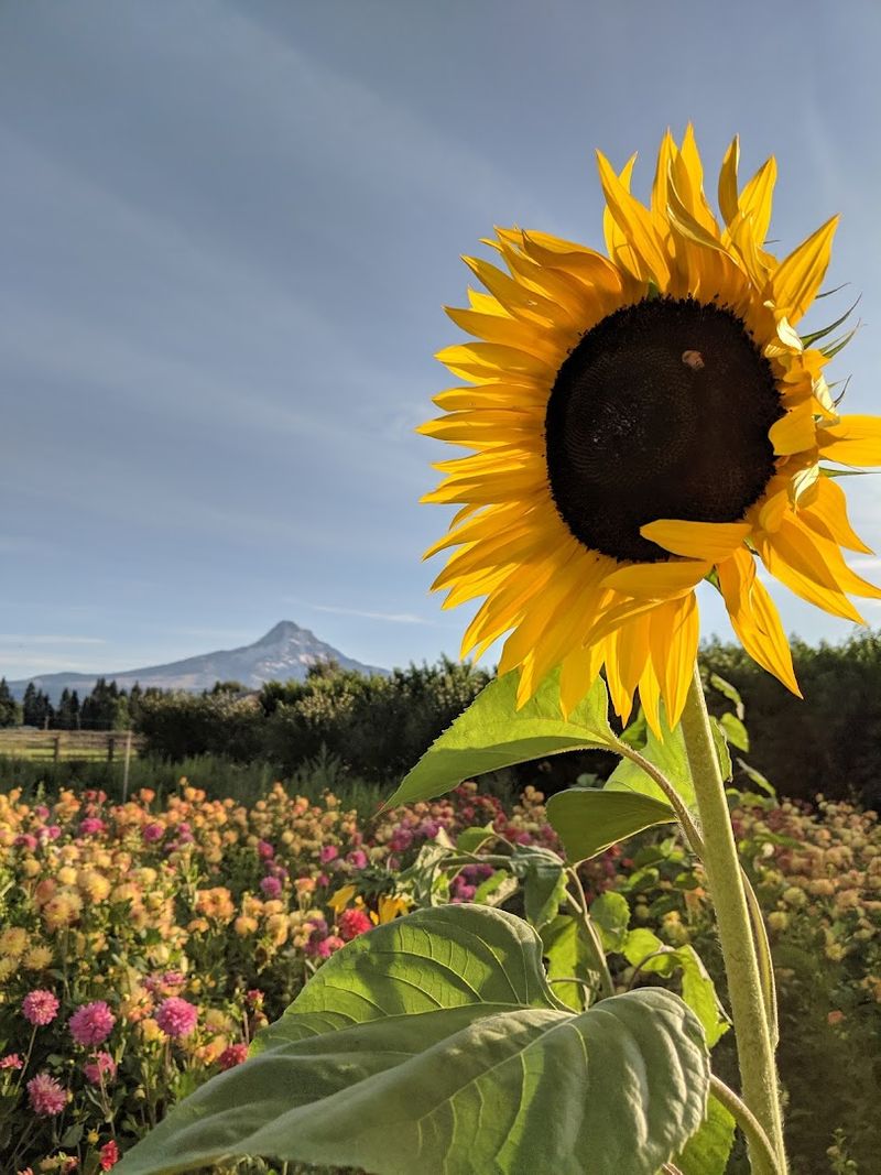The Hood River Fruit Loop Connection