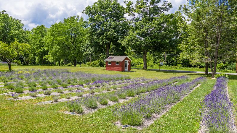 Aurora Lavender Farm