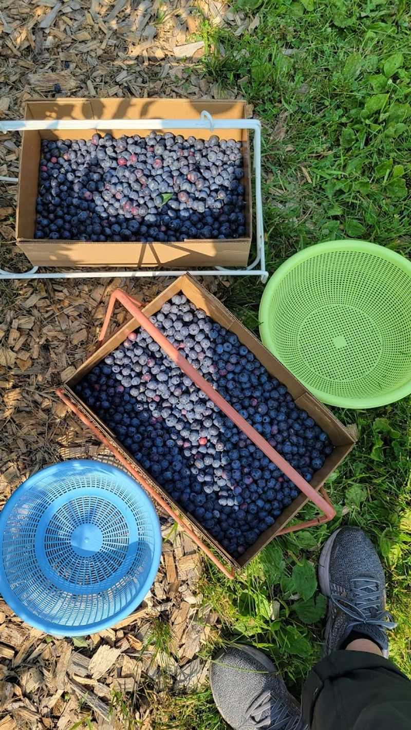 Rush River Produce Supplies The Picking Boxes