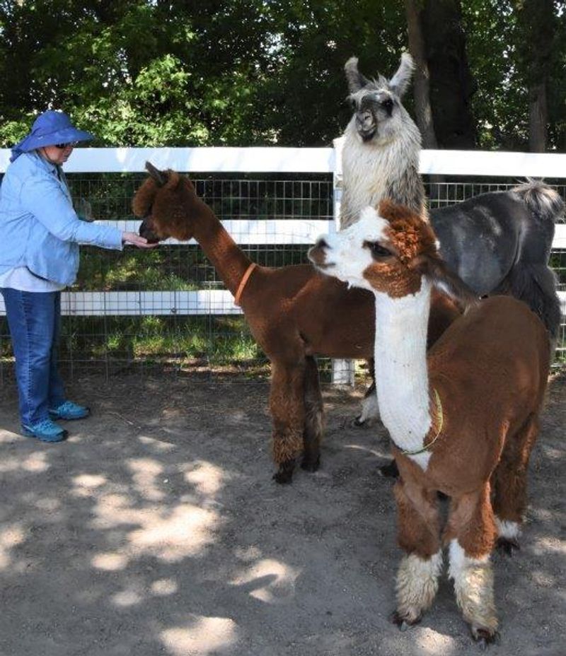 The Guided Tour Explains What Makes Alpacas So Special