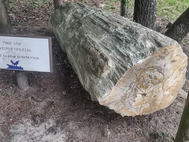 Visit The Mississippi Petrified Forest