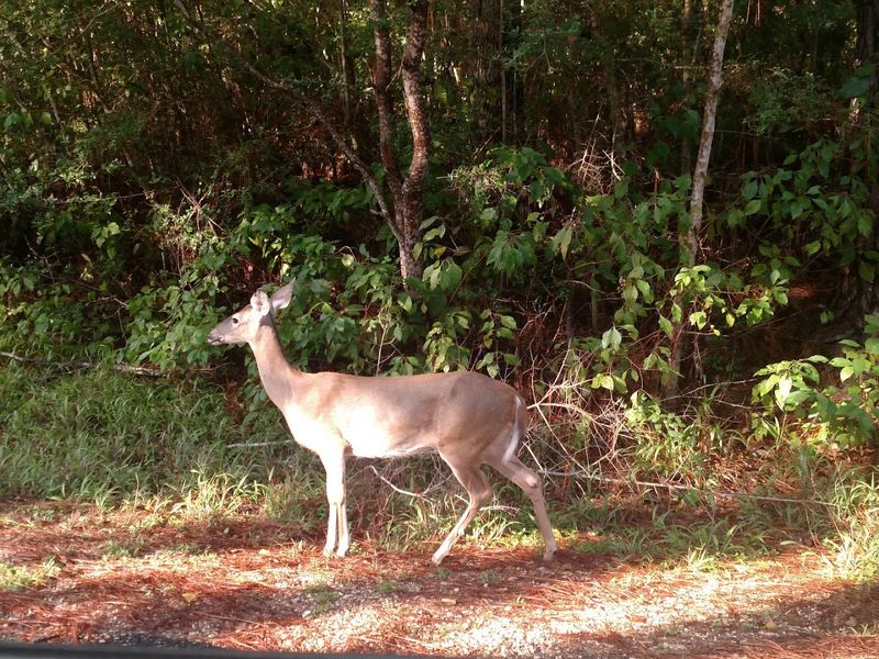 Wildlife That Keeps Everyone On Their Toes