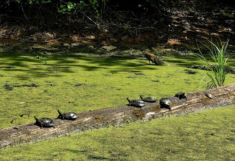 Turtle Pond: The Wildlife Detour You Did Not Know You Needed