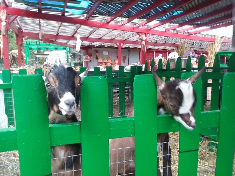 Community Impact And Support Through Local Agriculture