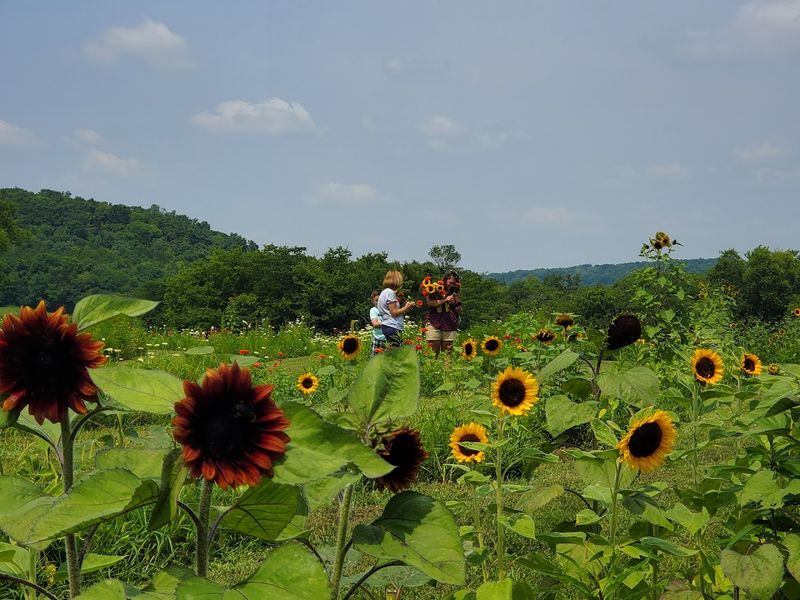 Seasonal Events That Bring The Farm To Life Year-Round