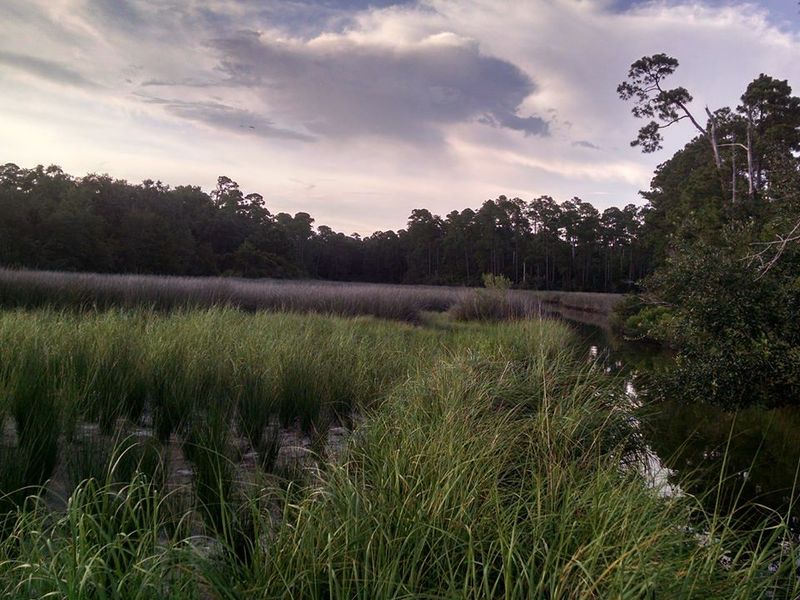 The Restored Marsh That Grew Back Stronger