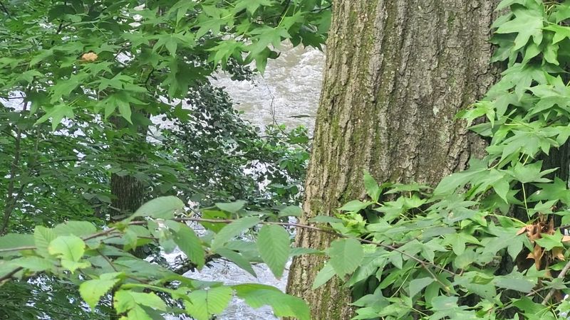 Trees Older Than The Nation Itself