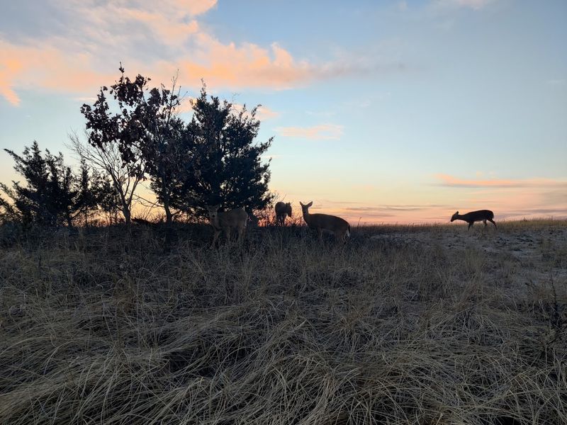 Wildlife That Calls This Place Home