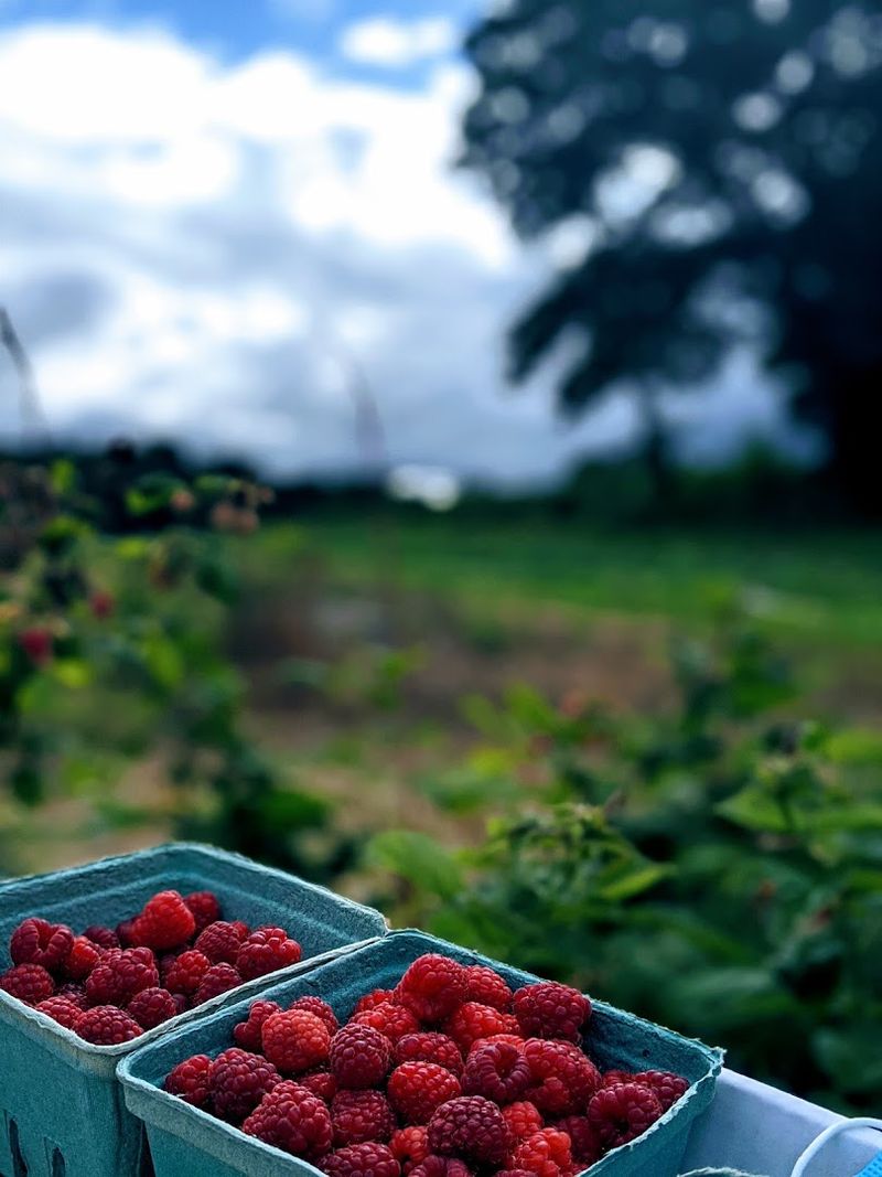 Raspberry Varieties You Can Pick Right From The Canes