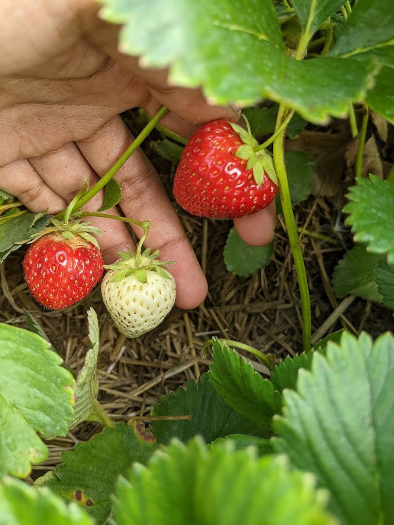 Farming Practices Worth Knowing Before You Pick