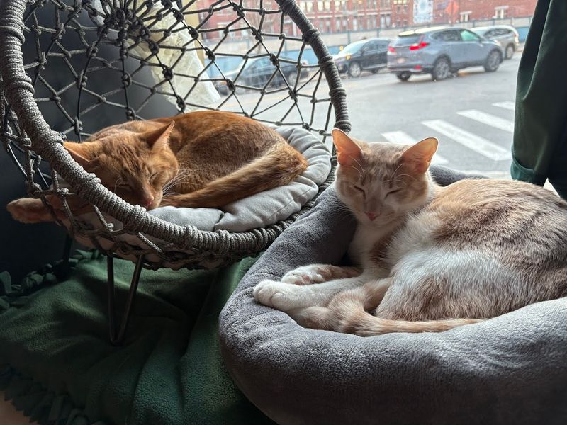 Why Lazy Cat Lounge Stands Out Among Cat Cafes