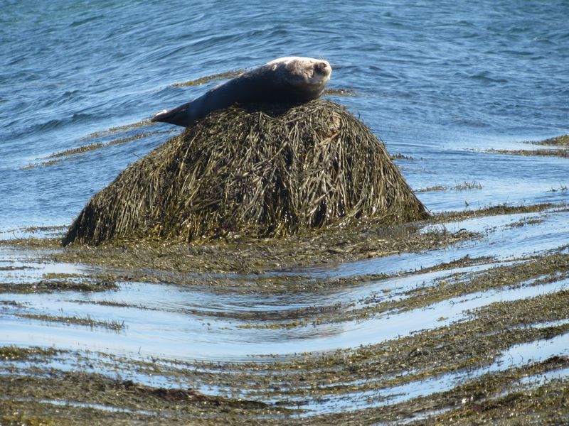 Harbor Seals And The Wildlife That Makes This Park Special