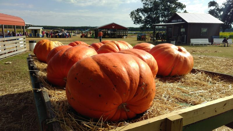 Sixty Acres Of Pumpkins Waiting To Be Picked