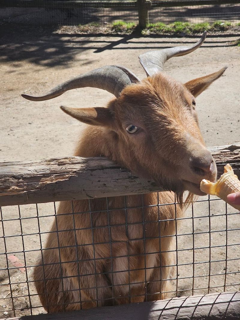 Feeding Animals By Hand Is Absolutely Part Of The Experience