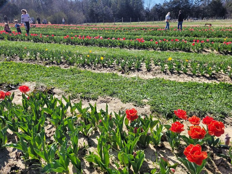 Sustainable Farming Practices That Make The Farm Even More Admirable