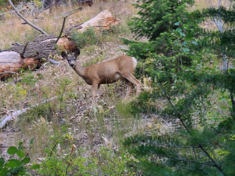 Wildlife Species In The Meadow Environment