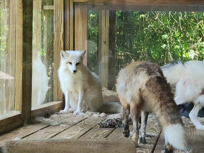 The Official Zoo Of Anderson County Has A Story Worth Telling