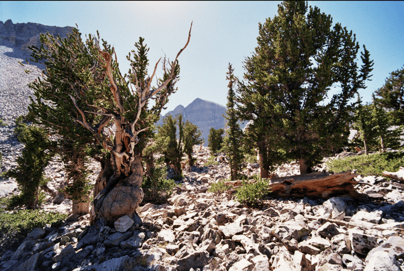 The Ancient Bristlecone Pines Are The Main Attraction