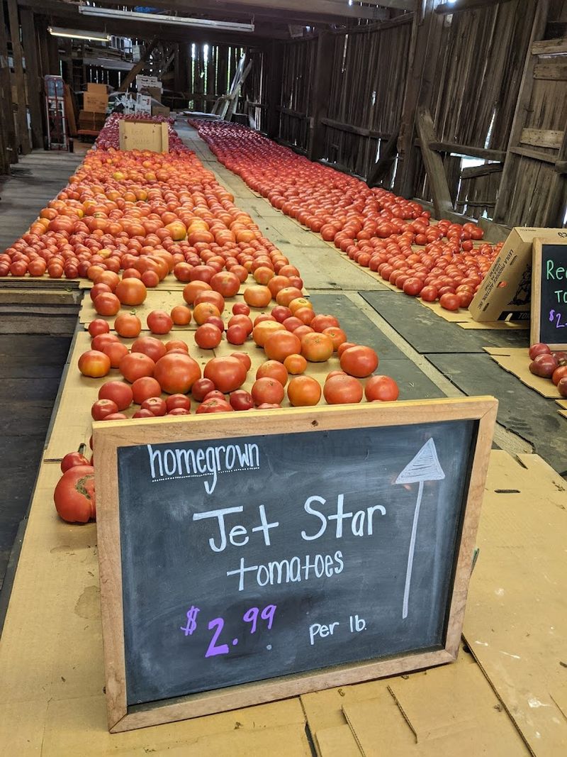 The Jet Star Tomato And Its Devoted Following