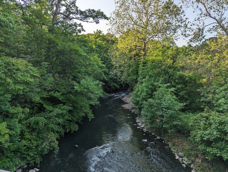 The Sounds And Senses Of The Forest