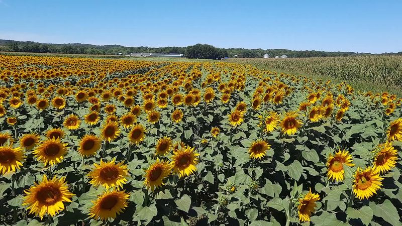 Sunflower Valley Farm